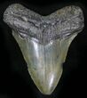 Bargain Megalodon Tooth - South Carolina #25656-1